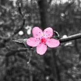桜もおわって　春ですね　そして髪と頭皮の紫外線対策は